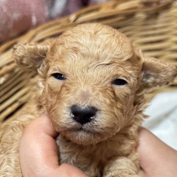 トイプードル(トイ)【長野県・男の子・2025年11月12日・アプリコット】の写真「小さな子です」