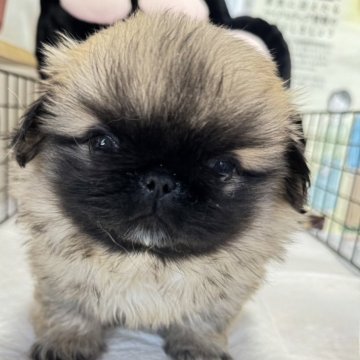 ペキニーズ【長野県・女の子・2024年10月19日・フォーン】の写真「まん丸お顔の可愛い子です」