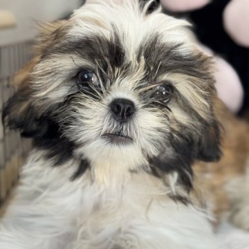 シーズー【長野県・女の子・2025年5月27日・ゴールド、ホワイト】の写真「可愛くなってきました」
