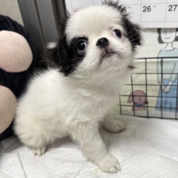 狆(チン)【長野県・女の子・2025年8月24日・白黒】の写真「可愛くなってきました」