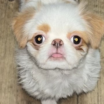 狆(チン)【長野県・男の子・2025年5月29日・白、茶】の写真「綺麗な茶狆です。小さな男の子です」