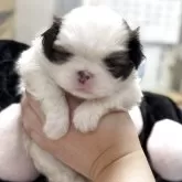 狆(チン)