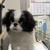 狆(チン)