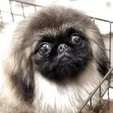 ペキニーズ