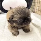 ペキニーズ