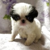 狆(チン)