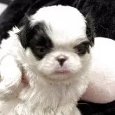 狆(チン)