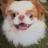 狆(チン)