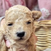 トイプードル(トイ)