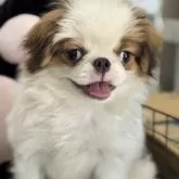狆(チン)