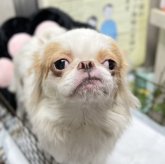狆(チン)