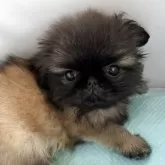 ペキニーズ