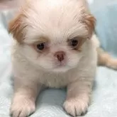 狆(チン)