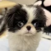 狆(チン)