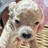 トイプードル(トイ)