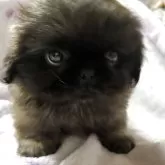 ペキニーズ