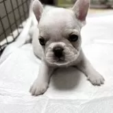 フレンチブルドッグ