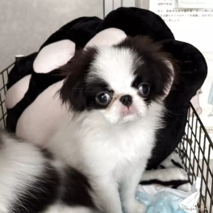 【 超SS級 お宝品 】小学館 ミニレディ百科 ㉚ かわいいイヌ 忠犬もちしば ぬいぐるみ S さくら インテリア マスコット イヌ