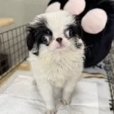 狆(チン)【長野県・女の子・2025年5月29日・白黒】の写真2