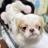 狆(チン)【長野県・男の子・2024年10月4日・白茶】の写真2