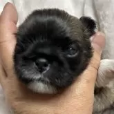 ペキニーズ【長野県・男の子・2025年10月26日・フォーン】の写真2