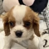 キャバリア【長野県・男の子・2025年7月24日・ブレンハイム】の写真2