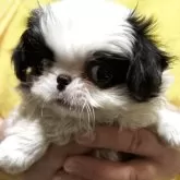 狆(チン)【長野県・女の子・2025年5月29日・白黒】の写真3