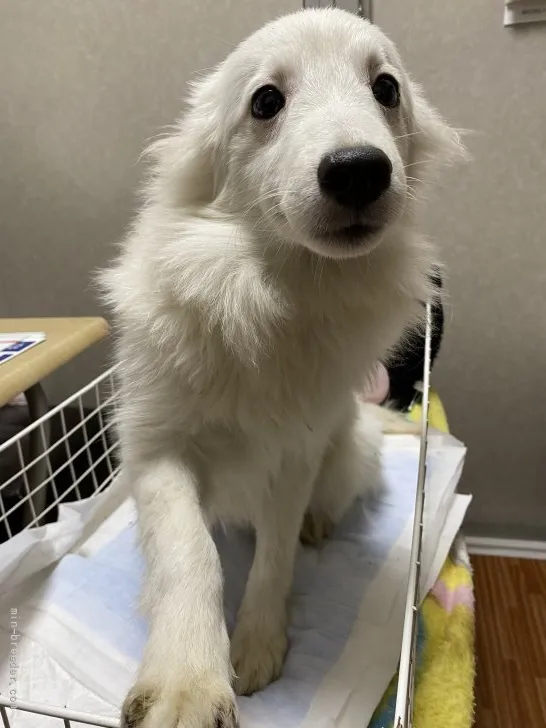 なす 様のお迎えした子犬