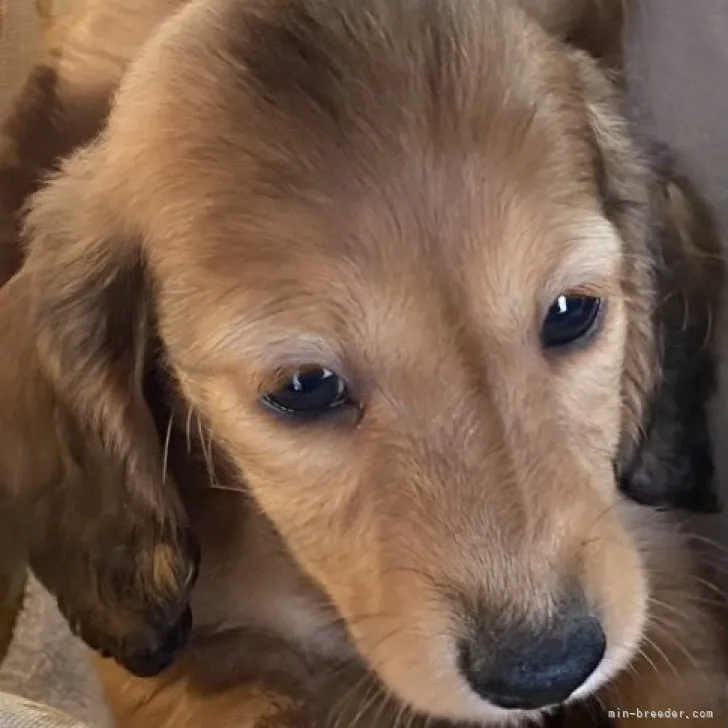 ID：2302-01561の子犬