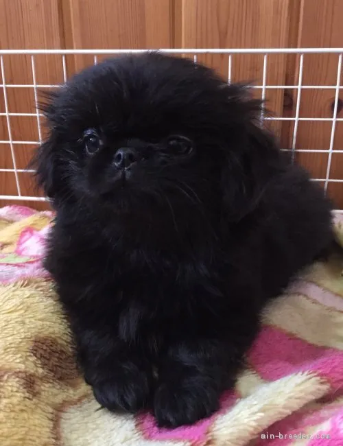 ID：1905-02788の子犬