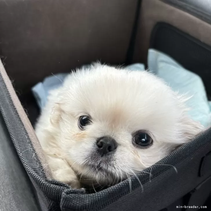 ID:2406-06885の子犬