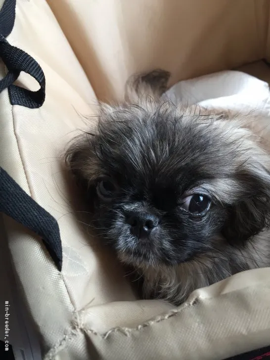 H.Iみーちゃん 様のお迎えした子犬