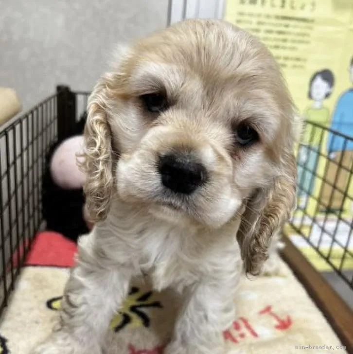 ID:2212-00205の子犬