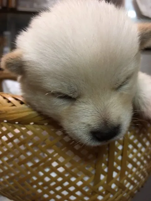 ID：1609-00603の子犬