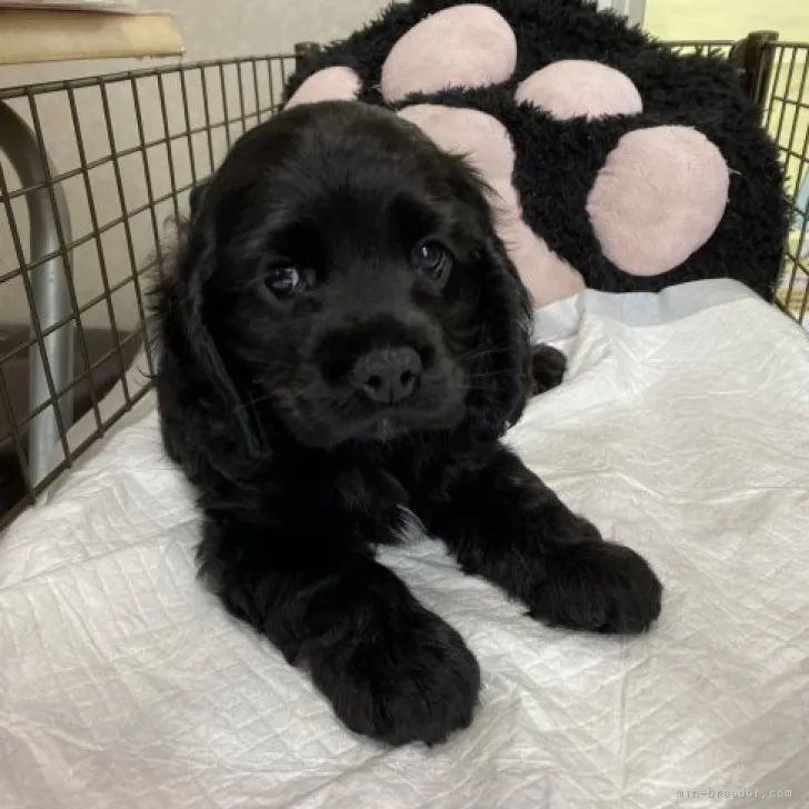 ID：2307-00114の子犬