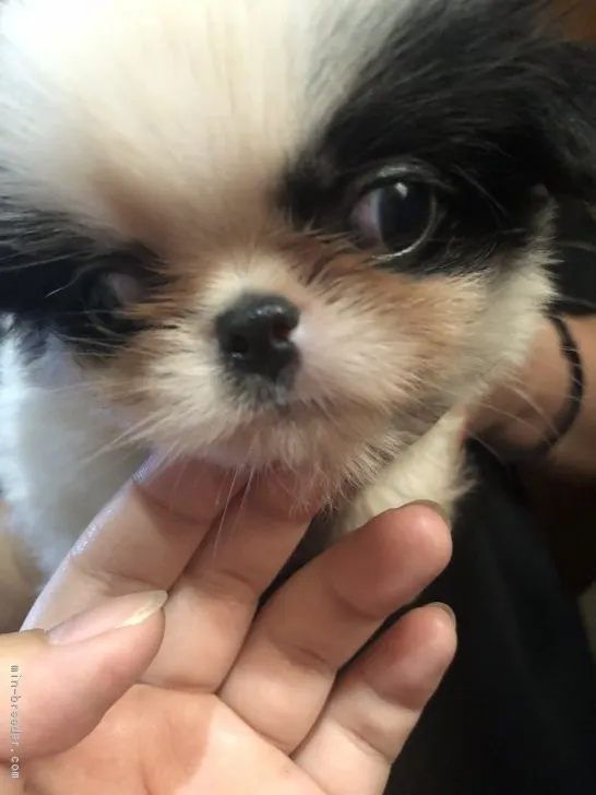 ID：1804-02420の子犬