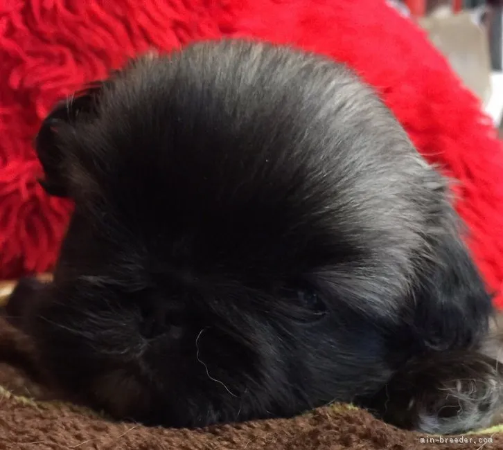 ID:1701-01350の子犬