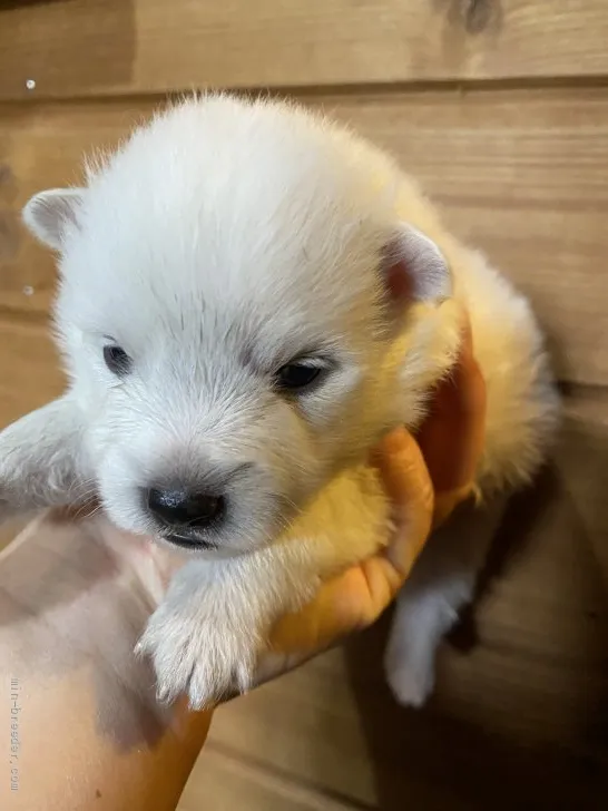 Y.K 様のお迎えした子犬