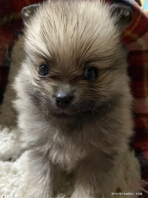 ID:2201-04585の子犬