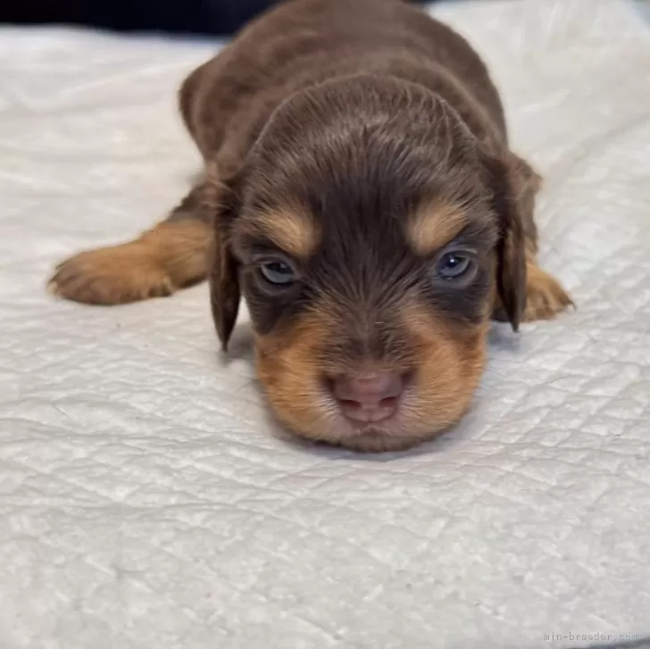 ID：2410-03574の子犬
