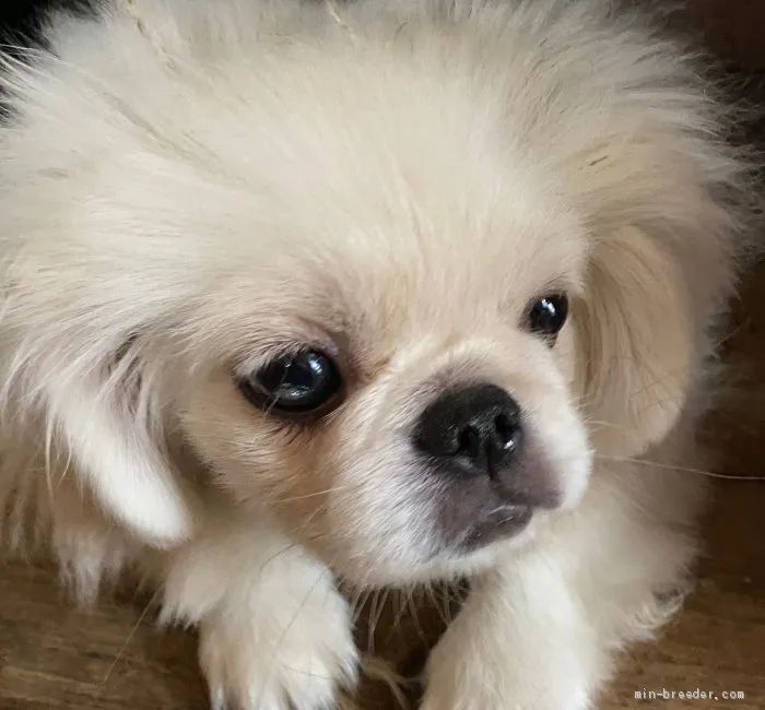 ID:2001-02582の子犬
