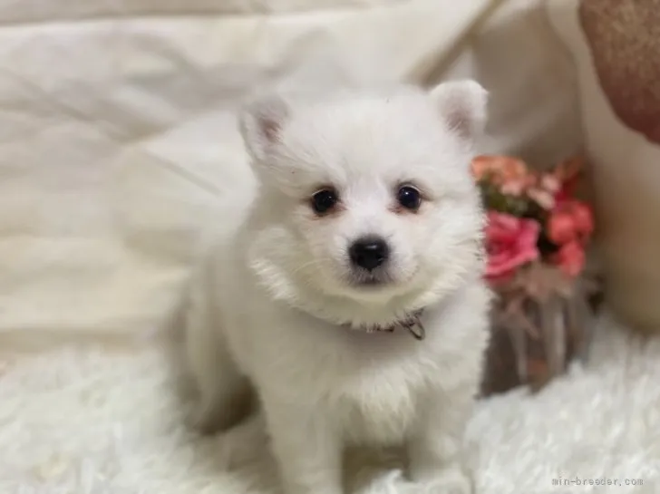 ID：2108-01083の子犬