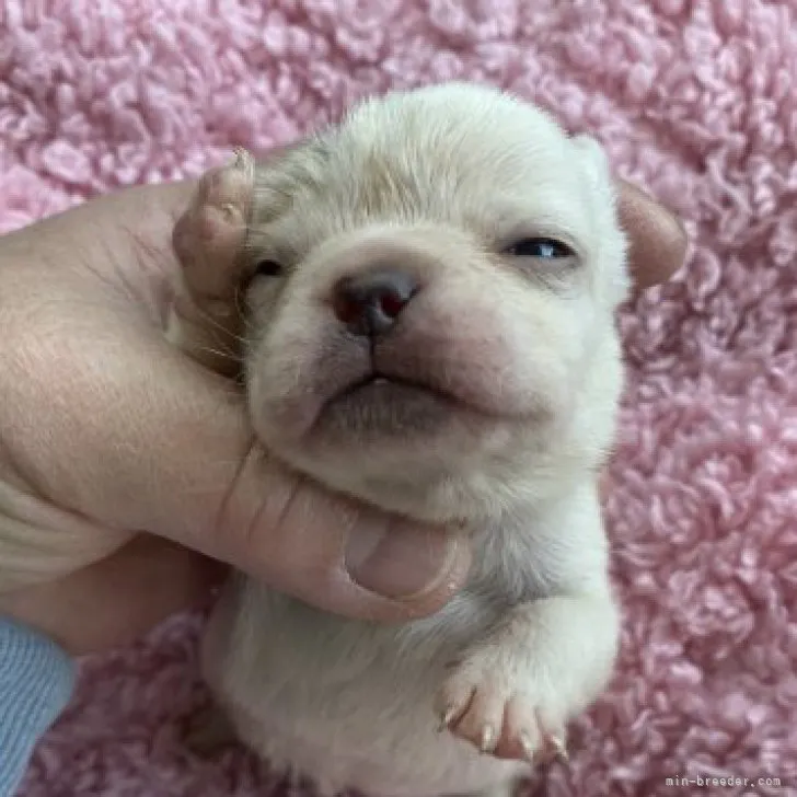 ID：2304-00765の子犬