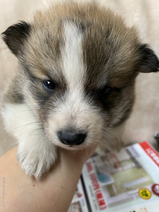 ミックス その他犬種の子犬をお迎えいただいたお客様の声 口コミ 評判 長野県 みんなのブリーダー ミックス その他犬種の子犬をお迎えいただいたお客様の声 口コミ 評判 長野県 みんなのブリーダー