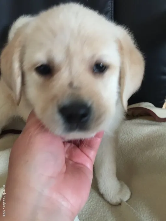 ユイ 様のお迎えした子犬