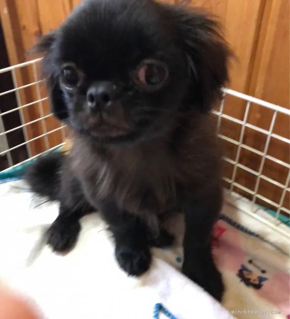 ID：1905-02789の子犬