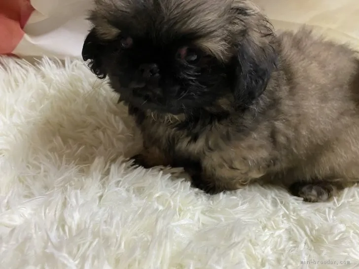 T.K 様のお迎えした子犬