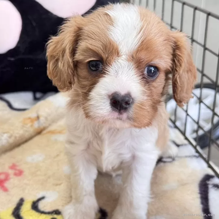 ID:2409-08269の子犬