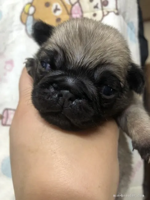 ID：1904-02364の子犬