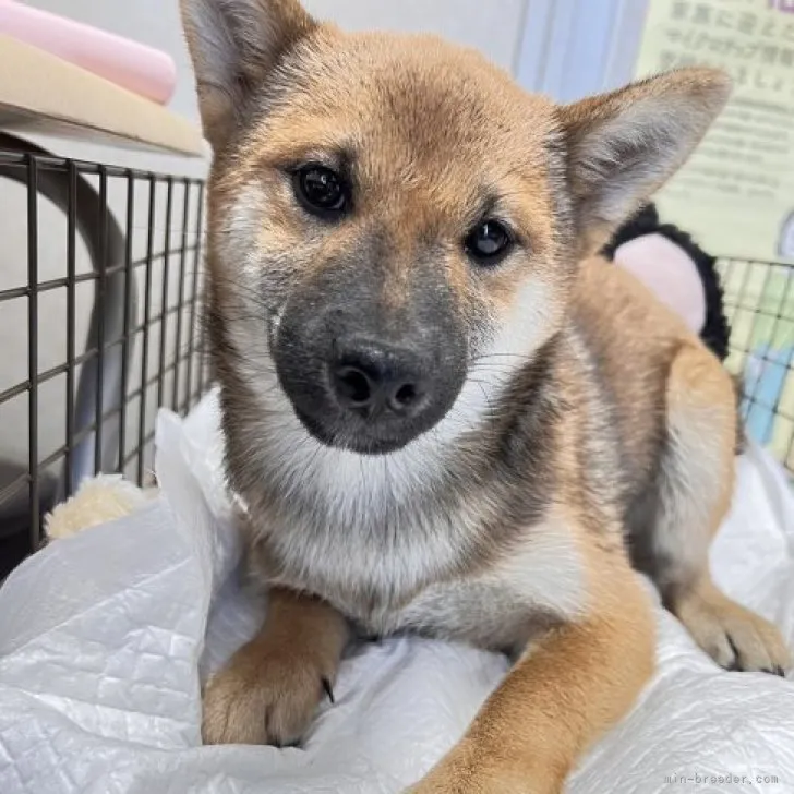 ID：2307-00151の子犬